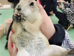 -藦茜花园宠物主题亲子互动体验馆(国顺东路店)