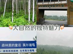 -莫尔道嘎国家森林公园
