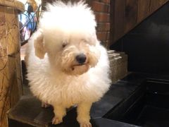 -more than meow吴止猫主题餐厅(承德 中船汇店)