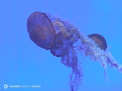 -上海海洋水族馆
