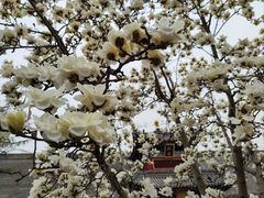 -西安市广仁寺