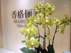 香格俪莱(仁恒店)-CARR SALON