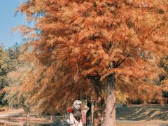 -合肥滨湖国家森林公园