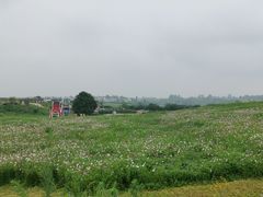 -空港花田景区