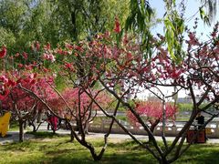 -莲花池公园