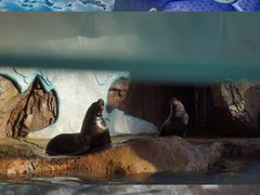 -海合安成都极地海洋公园