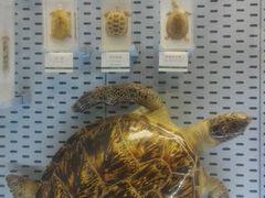 -浙江自然博物院(杭州馆)