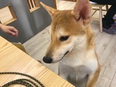 -豆柴町-柴犬主题狗咖(红鼎国际C座店)