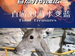 -萌宠奇缘(荣鼎店)