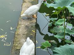 -莲花池公园