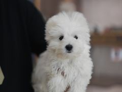 -翊宠yipet猫狗购宠庄园犬舍•猫舍