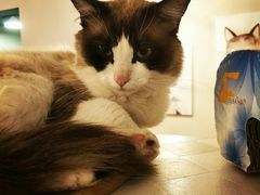 -有猫儿腻咖啡厅.猫咖