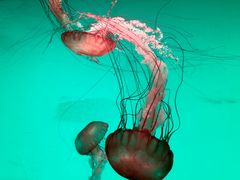 -沈阳海洋探索中心