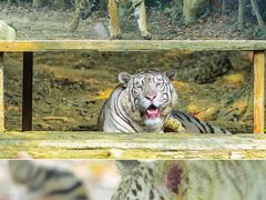 -常州淹城野生动物世界