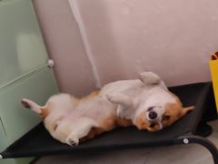 -宠福鑫康馨动物医院·骨科·眼科