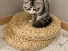 -飞行喵MR PILOT|猫舍·猫咖(静安大融城店)