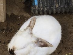 -栾川竹海野生动物园