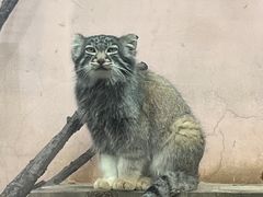-青藏高原野生动物园