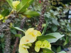 -瑞丽独树成林风景区