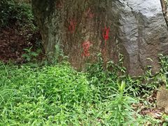 -北仑森林植物园