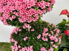 -上海鲜花港