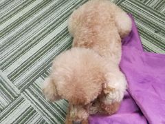 -严国平动物医院(德政总院)