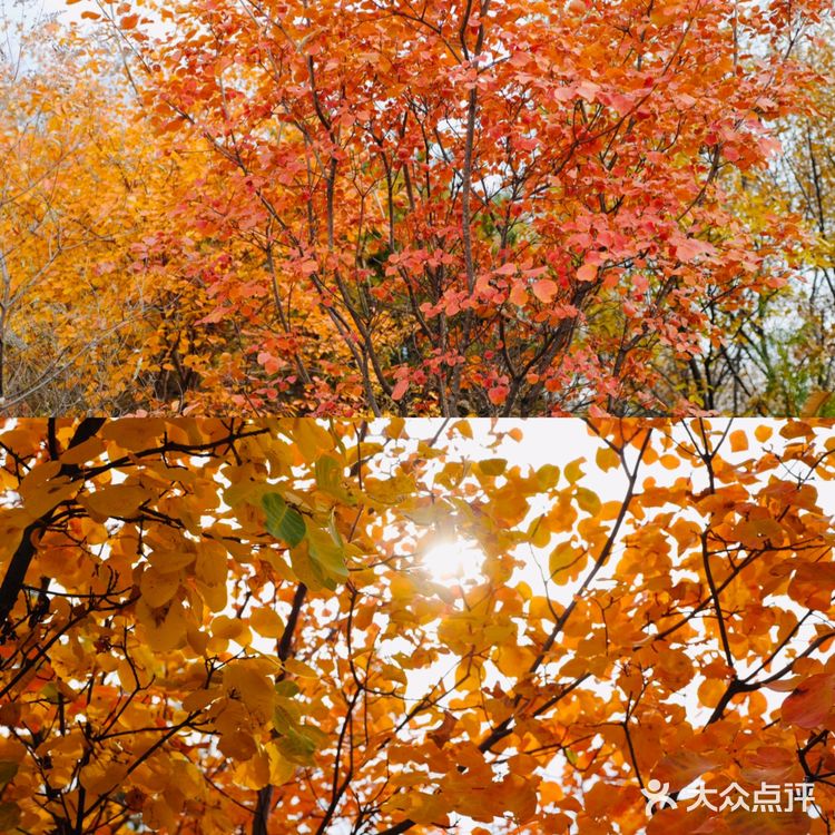 北京赏秋 金海湖最佳红叶观赏地