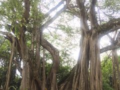 -瑞丽独树成林风景区