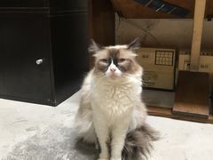 -猫色咖啡·猫咖