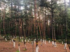 -帽儿山国家森林公园