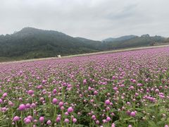 -径山花海