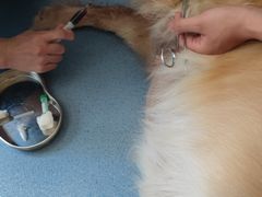 -瑞鹏宠物医院·爱宠堂·骨外专科(西荷分院)