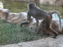 -武汉动物园
