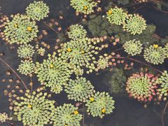 -云溪植物园