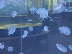 -石家庄极地海洋世界