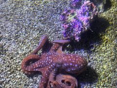-哈尔滨波塞冬海底世界