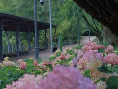 -西湖风景区-江洋畈生态公园