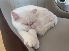-猫腻·猫咖·撸猫馆(星光大道店)