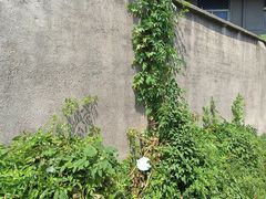 -月湖风景区