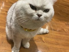 -绒爪撸猫下午茶·猫咖
