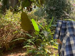 -中国科学院西双版纳热带植物园