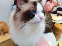 -Heymao猫咖.咖啡厅(东门店)