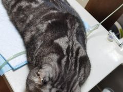 -美联众合宠物医院·爱萌分院·内外科·猫科中心