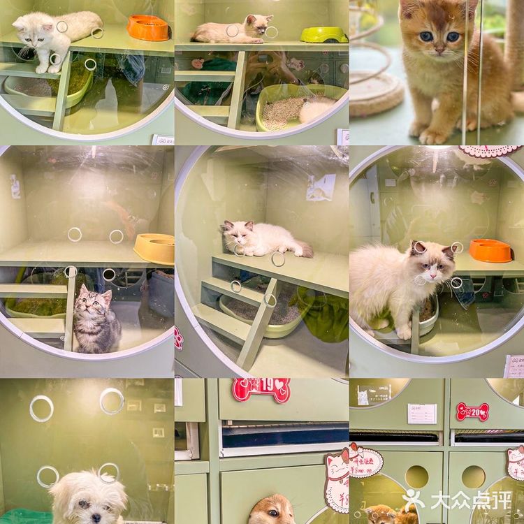 🦀️成都｜明星同款宠物店❗️毛孩子的快乐星球