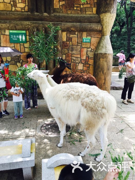 大連森林動物園圖片 - 第726張