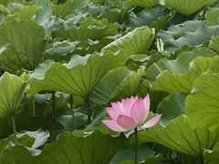 -荔湾湖公园