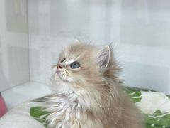 -青奢宠物·青奢猫舍