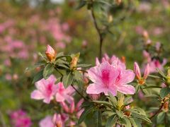 -广州市白云山风景名胜区
