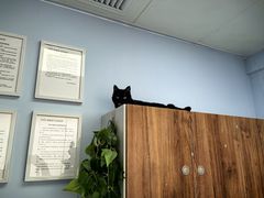 -纳吉亚猫专科动物诊疗中心(蒋宅口分院)