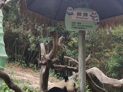 -广州长隆野生动物世界